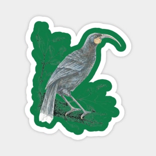 Huia, Native bird of New Zealand Magnet