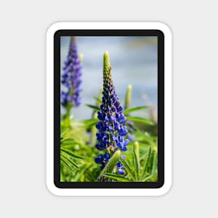 Two purple lupin flowers. Magnet