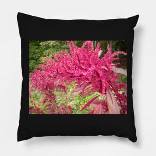 Fuschia Pillow