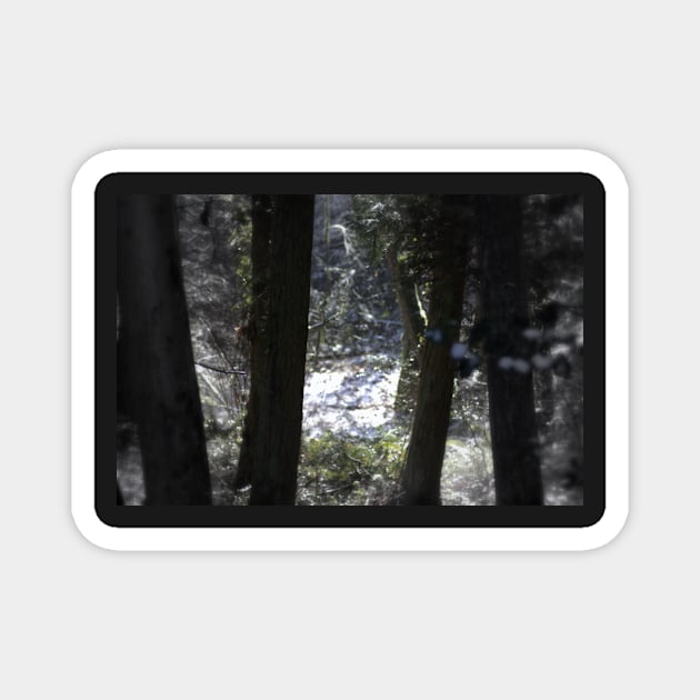 snowy Oregon forest 6 Magnet by DlmtleArt