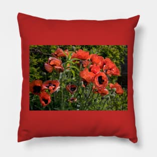 Blood Red Backlit Poppies - rework Pillow