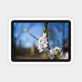 Blooming apple-tree branch Magnet