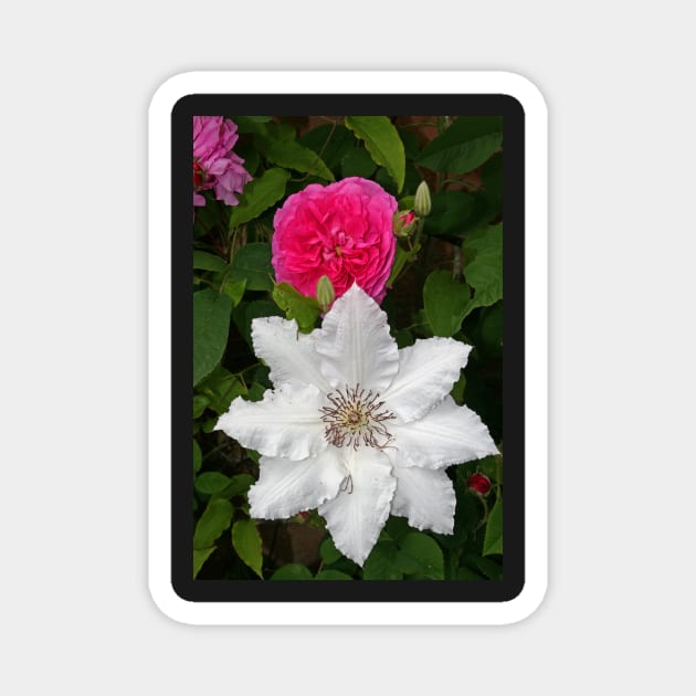 Rose & Clematis Magnet by RedHillDigital