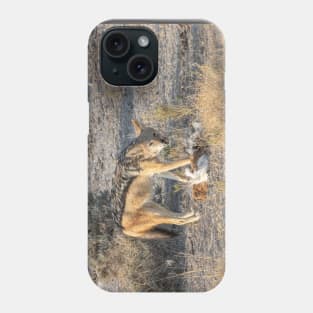 Namibia. Etosha National Park. Scavenging Jackal. Phone Case