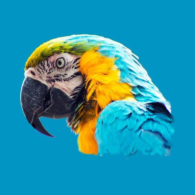 Macaw portrait by MarionsArt