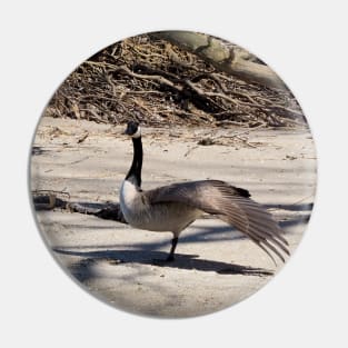 Canada Geese Stretching On The Sand Pin