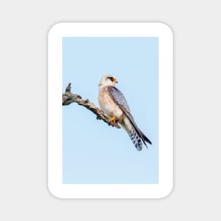 Red-footed falcon, Falco vespertinus Magnet