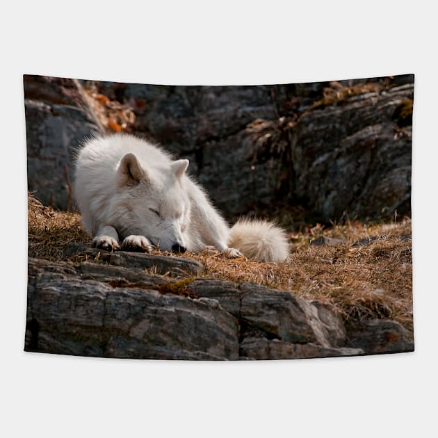 Arctic Wolf Tapestry by jaydee1400