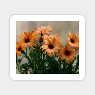 Pale orange flowers Magnet