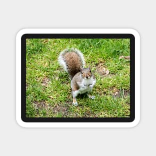 Grey squirrel on some grass Magnet