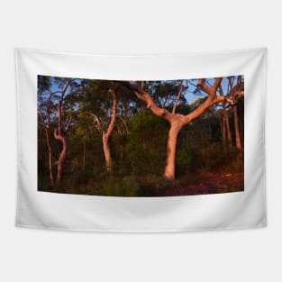 Trees in Dawn Light Tapestry