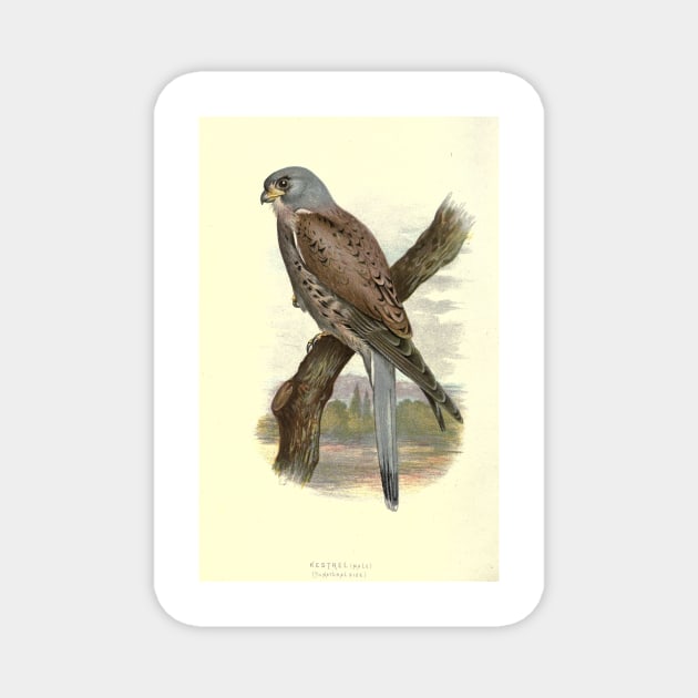 Kestrel Magnet by Jeramy's Store 1