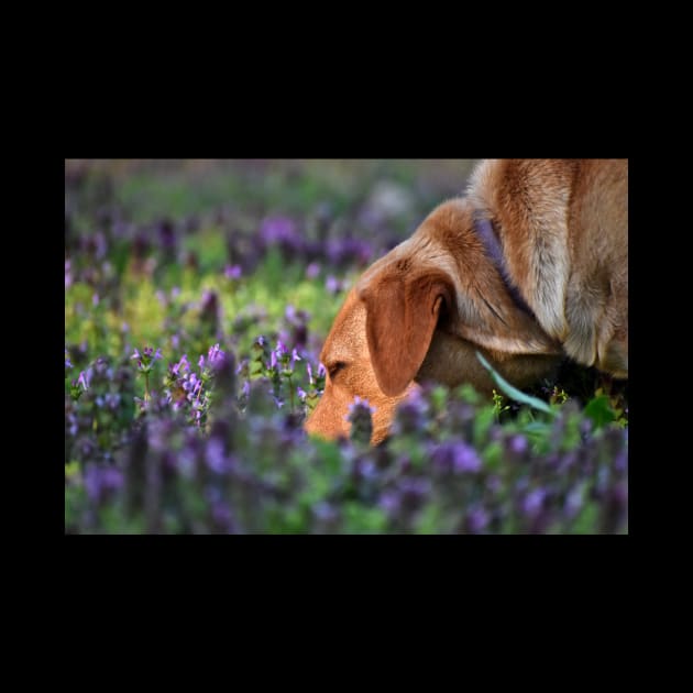 Ahh The Smell Of Flowers by A Thousand Words Photography