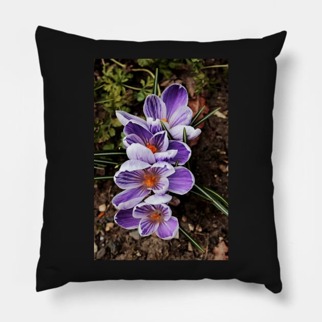 crocuses lined up Pillow by avrilharris