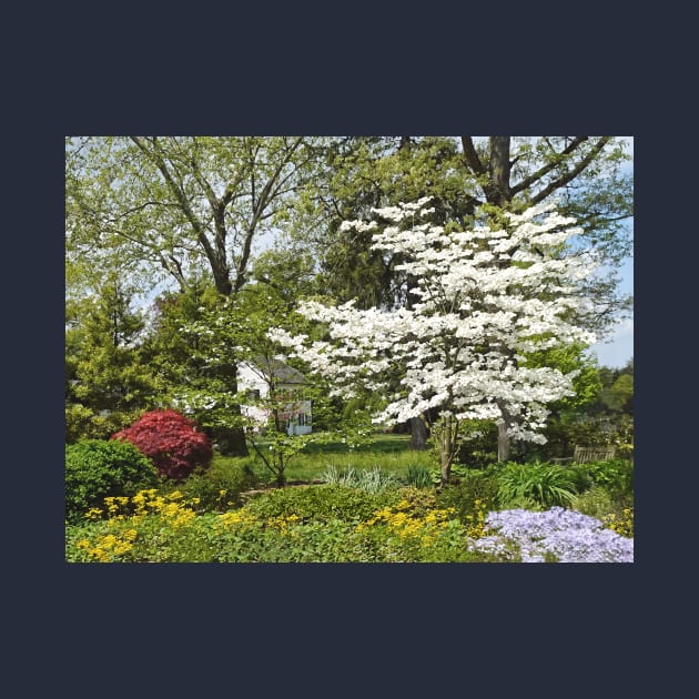 Dogwood in Front of White House by SusanSavad