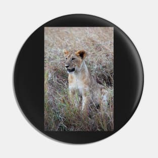 Young Lion in the Grass, Maasai Mara, Kenya Pin