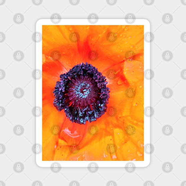 Variation of Light Orange Poppy - Centre of the Flower - Early Spring Blooms Magnet by Ric1926