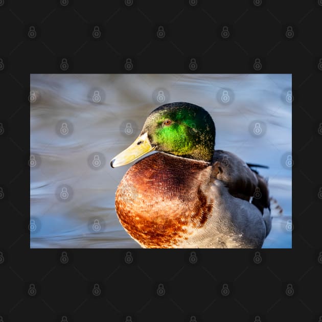 Peaceful mallard by AYatesPhoto