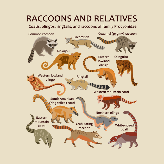 Raccoons and relatives: Coatis, olingos, ringtails, and raccoons (light background) by ELMayer