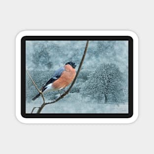 Bullfinches in winter Magnet