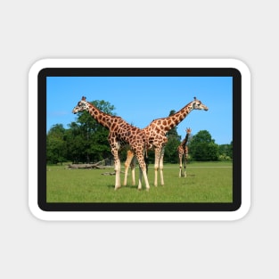 Girafs in Knuthenborg Safari park in Denmark Magnet