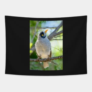 Noisy Miner 05 Tapestry