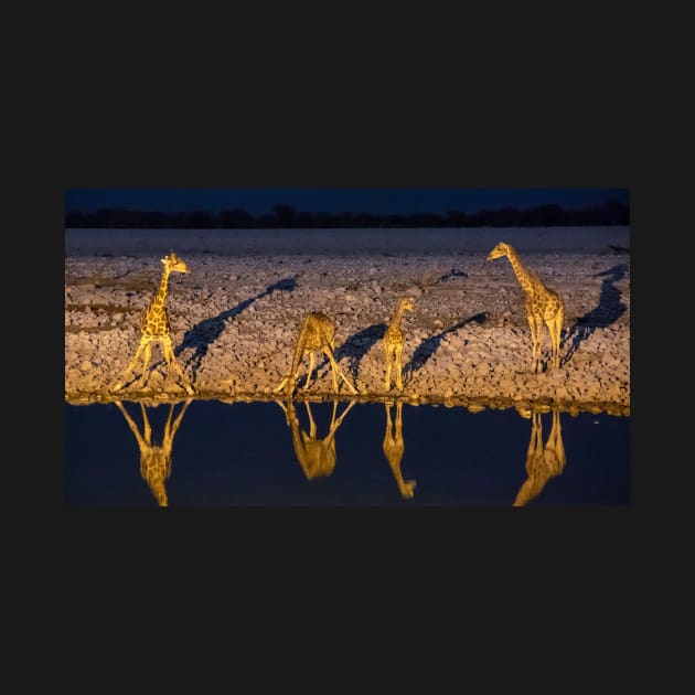 Giraffe At The Waterhole, Etosha National park by AndrewGoodall