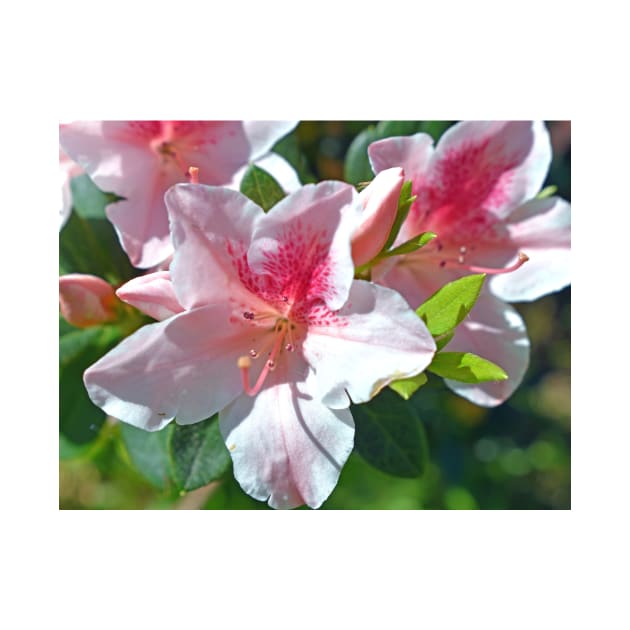 Encore Azalea Flowers by BiscuitSnack