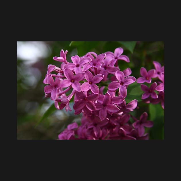 Lilacs by lyle58