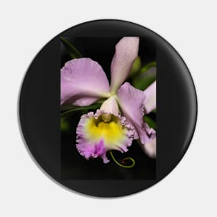 Cattleya Orchid in Pink & Mauve Pin