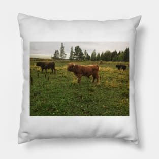 Scottish Highland Cattle Bulls 2080 Pillow