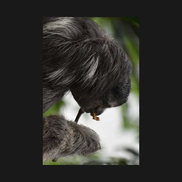 Three-toed  Sloth by Sharonzoolady