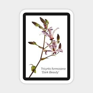 Tricyrtis formosana &#39;Dark Beauty&#39; Toad lily Magnet