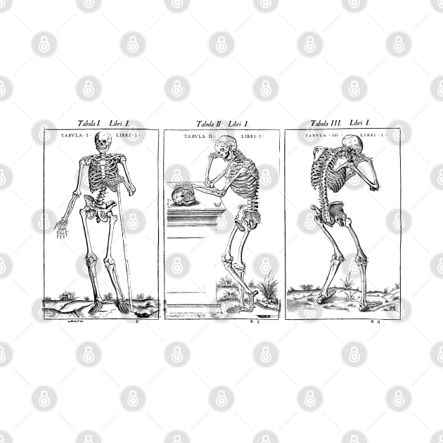 Vesalius Three Skeletons by cavalaxis