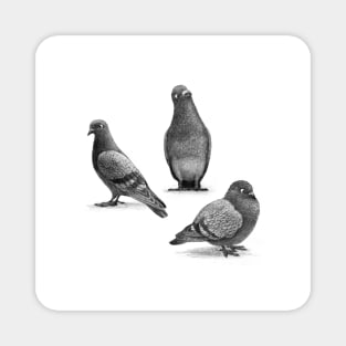 Three Pigeons Magnet