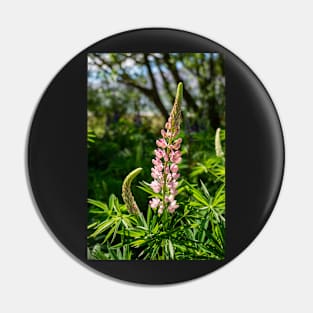 Pink Lupin Flower. Pin