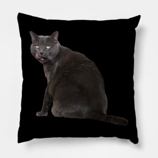 Russian Blue Cat Pillow