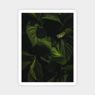 Dark Green Leaves Magnet