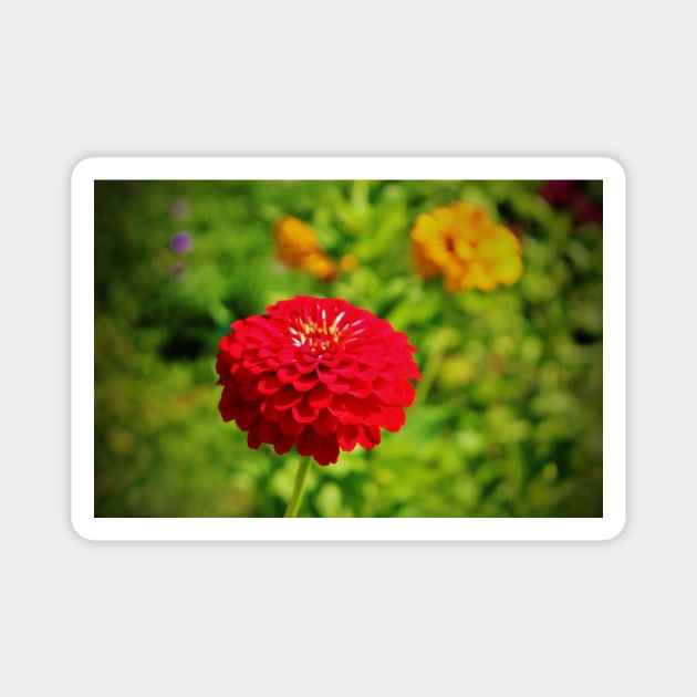 Red Zinnia Magnet by Cynthia48