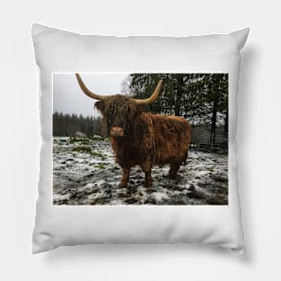 Scottish Highland Cattle Cow 2166 Pillow