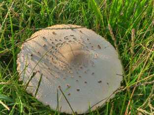 White Mushroom Magnet