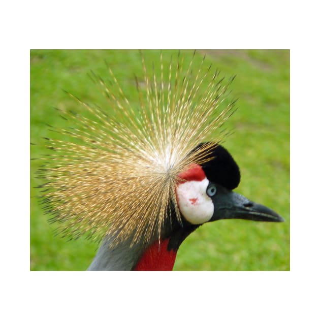 Crowned crane bird by TDArtShop