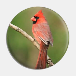 Northern Cardinal Pin