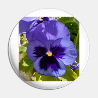 Blue Pansy Photo Pin