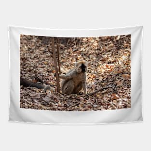 Red-fronted brown lemur Tapestry