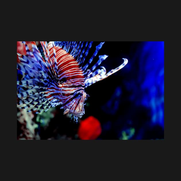 Red lionfish or zebrafish underwater by lena-maximova