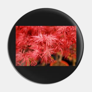 Red Acer Leaves Pin