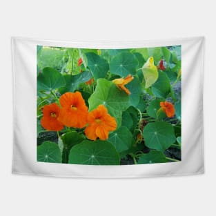 Yellow and orange nasturtiums in my garden Tapestry