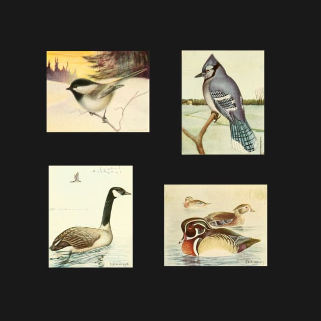 Birds of Canada Pack 2 - Chickadee, Blue Jay, Canada Goose, Wood Duck by softbluehum
