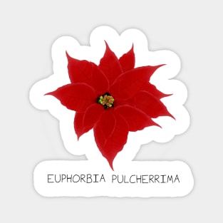 Red Poinsetta Genus Print Magnet